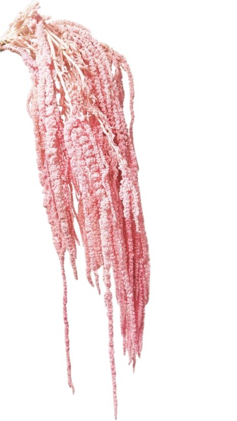 Stabilizovaný amarant previsnutý, zväzok růžový nádych - Balenie: 150g