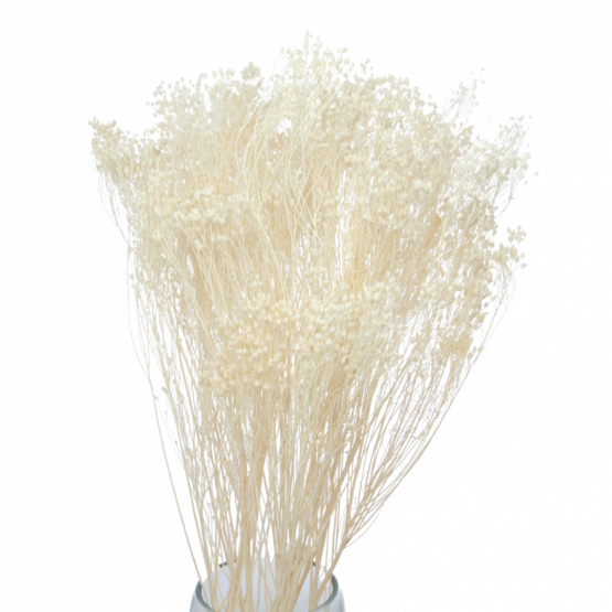 Sušený Broom Bloom bielený, kytica/zväzok