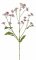 Sadec purpurový/Eupatorium, fialové hebké kvety, viac vetvičiek s listami, 80cm