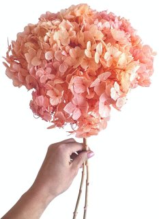 Stabilizovaná hortenzie CABEZA žíhaná starorůžová/meruňková