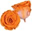 Stabilizovaná růže Rose Amor XL oranžová (hlava)