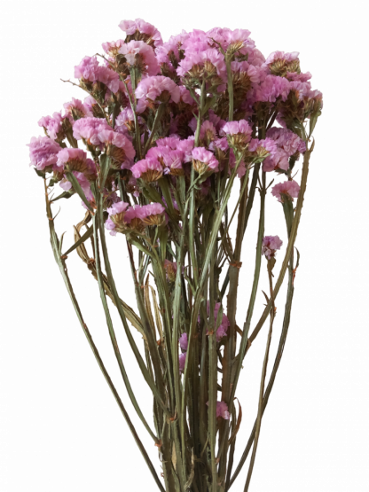 Statice sušená lila 75cm svazek/kytice