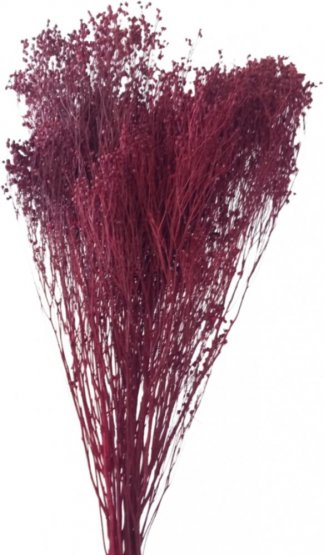 Sušený Broom Bloom vínový, kytice/svazek