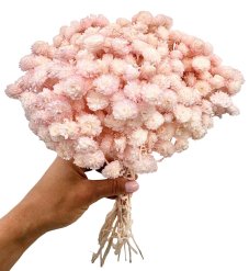 Sempreviva Helichrysum/Imortelka, slaměnka světle růžová (baby pink), svazek