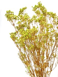 Nevěstin závoj/stabilizovaná Gypsophila zväzok/kytica limetková