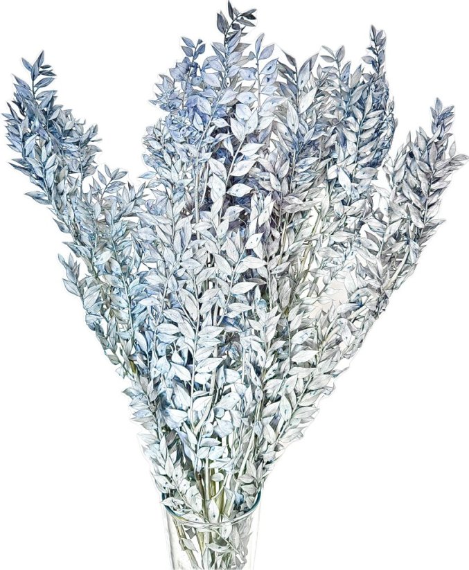 Stabilizovaný ruskus (ruscus) kytice/svazek modrošedá