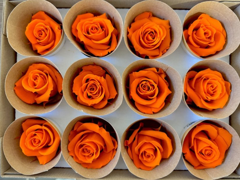 Stabilizovaná ruža Rose Amor M+ oranžová (hlava)