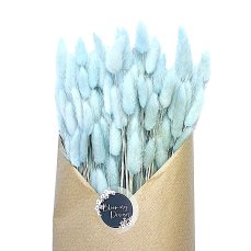 Sušený lagurus (králičí chvostík) baby blue