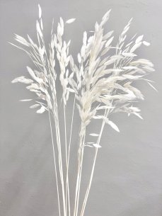 Sušený plochoklások (Chasmanthium) zväzok bielený