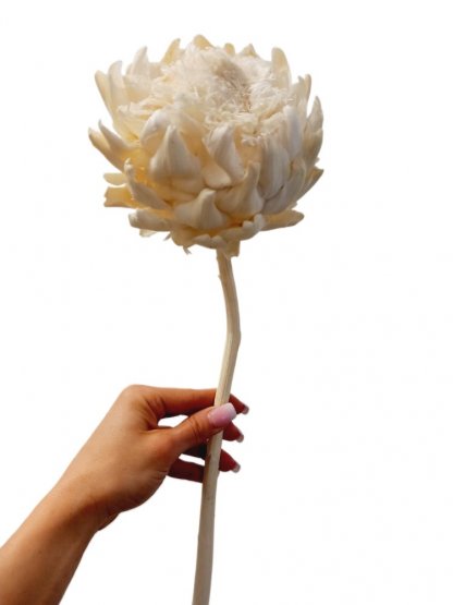 Stabilizovaný artičok XL bielený 30-40cm, kvet Ø 10-12cm